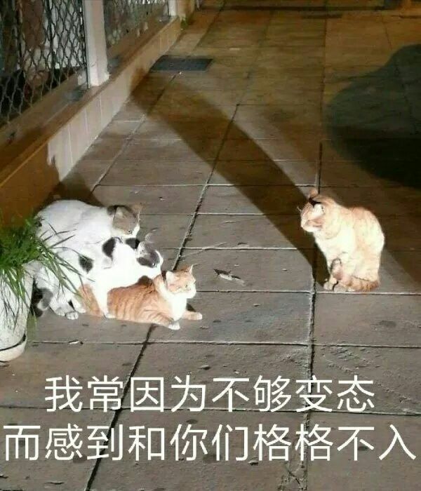 山東大學(xué)理工系花漂亮爆乳大奶女友與男友大尺度私拍流出-李美X