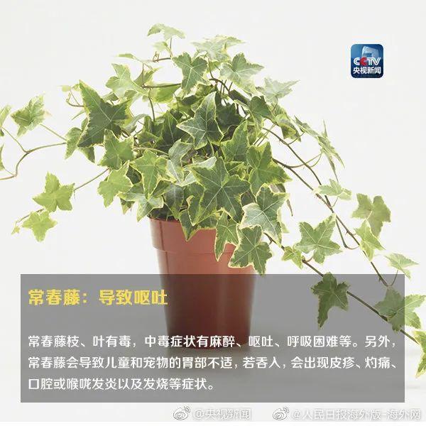 女孩和花合影中毒，網(wǎng)友：安陵容的話要信……