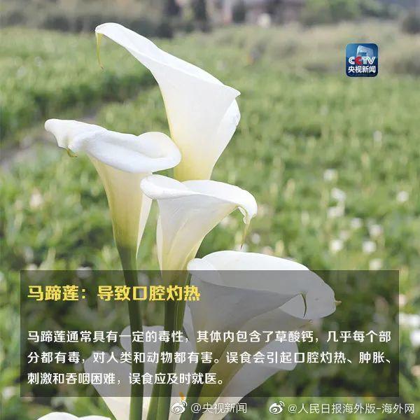 女孩和花合影中毒，網(wǎng)友：安陵容的話要信……