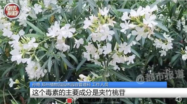 女孩和花合影中毒，網(wǎng)友：安陵容的話要信……
