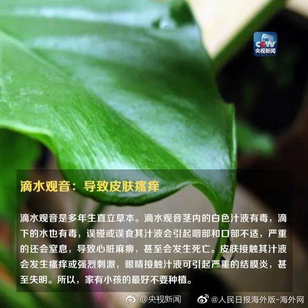 女孩和花合影中毒，網(wǎng)友：安陵容的話要信……