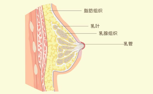 原來女生的胸部形狀有那么多種？東亞女性胸部偏小真是基因所致？