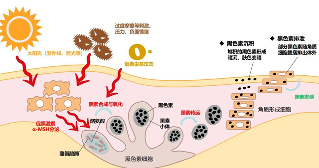 女性私處顏色深，是性生活多了？別被男人“洗腦”了