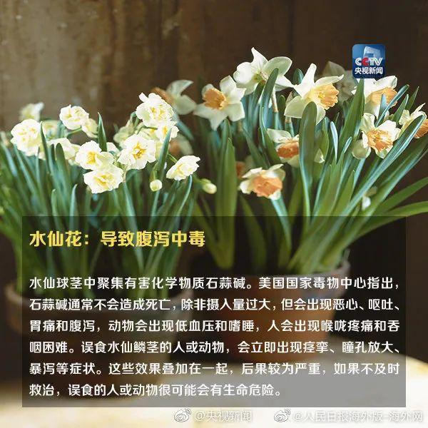 女孩和花合影中毒，網(wǎng)友：安陵容的話要信……