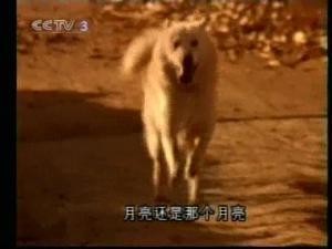 89年《籬笆女人和狗》：你還記得這部好劇和劇里的歌么？