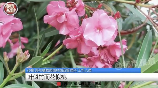 女孩和花合影中毒，網(wǎng)友：安陵容的話要信……