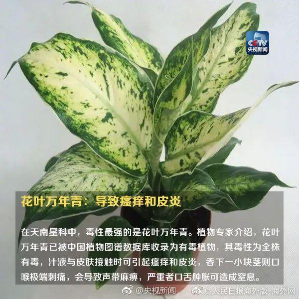 女孩和花合影中毒，網(wǎng)友：安陵容的話要信……
