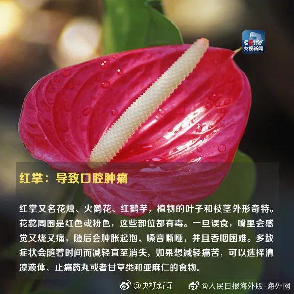 女孩和花合影中毒，網(wǎng)友：安陵容的話要信……