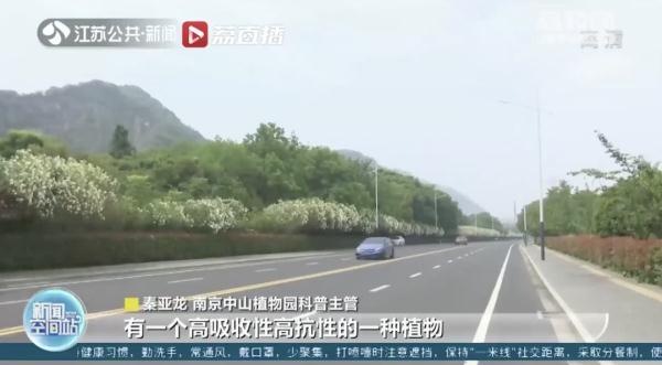 女孩和花合影中毒，網(wǎng)友：安陵容的話要信……