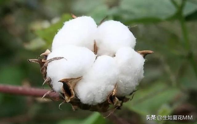 女人花，女人嬌艷如花，用一種花形容不同年齡的女人。