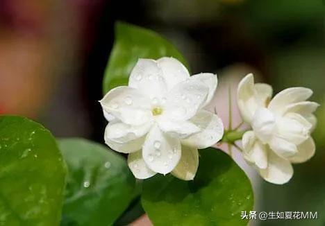 女人花，女人嬌艷如花，用一種花形容不同年齡的女人。