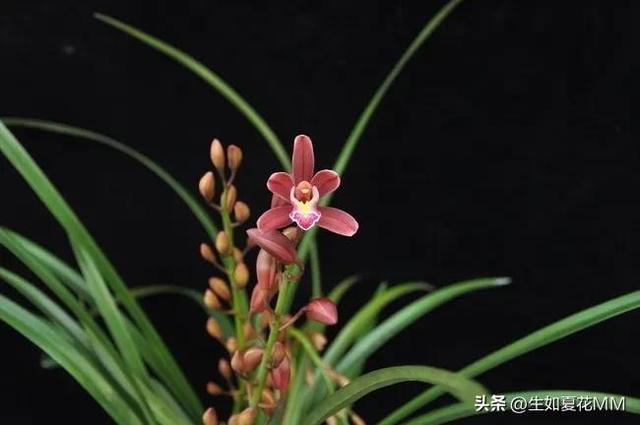 女人花，女人嬌艷如花，用一種花形容不同年齡的女人。