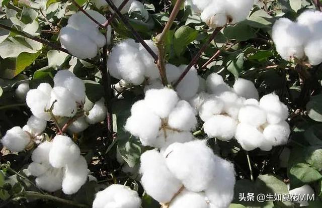 女人花，女人嬌艷如花，用一種花形容不同年齡的女人。