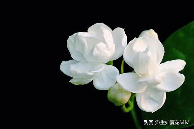 女人花，女人嬌艷如花，用一種花形容不同年齡的女人。