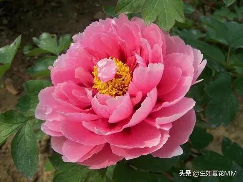 女人花，女人嬌艷如花，用一種花形容不同年齡的女人。