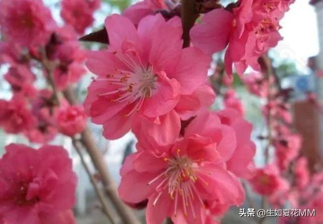 女人花，女人嬌艷如花，用一種花形容不同年齡的女人。