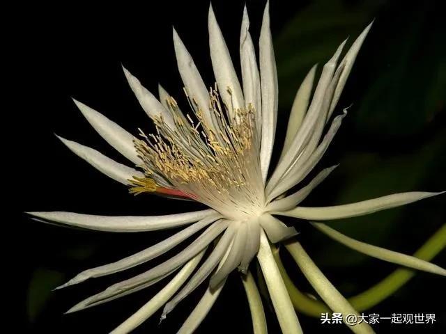 45張真實(shí)照片：日本貌美如花的黑幫女老大，完整的人類神經(jīng)系統(tǒng)