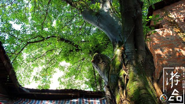 七夕節(jié)就能有情人終成眷屬？告訴你更多關于它的真相