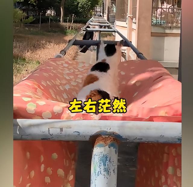 女孩宿舍樓下曬被子，發(fā)現(xiàn)被子中央凹陷了，走近后：怎么還長貓了