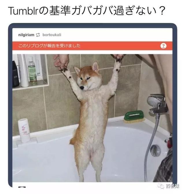 全網(wǎng)“最色情”社交網(wǎng)站涼了！突然下架成人內(nèi)容，30萬(wàn)男網(wǎng)友憤怒抗議……