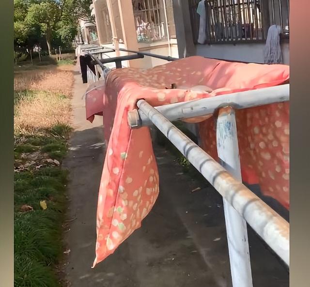 女孩宿舍樓下曬被子，發(fā)現(xiàn)被子中央凹陷了，走近后：怎么還長貓了