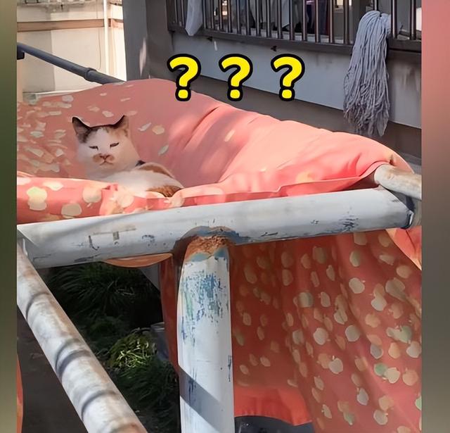 女孩宿舍樓下曬被子，發(fā)現(xiàn)被子中央凹陷了，走近后：怎么還長貓了