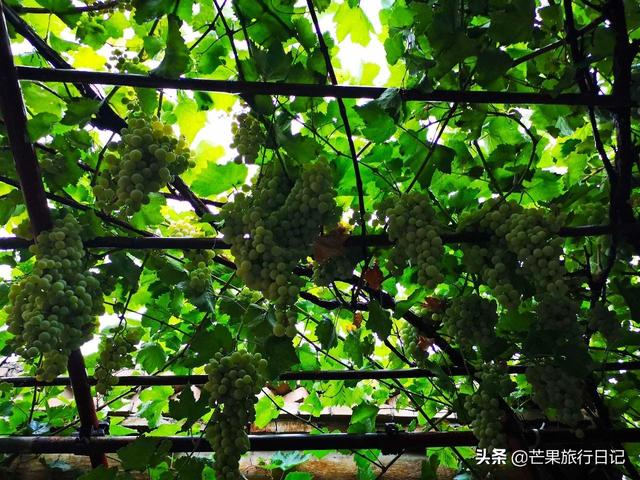 新疆旅游，到回族美女家做客，眼界大開，簡直是女人夢想的天堂