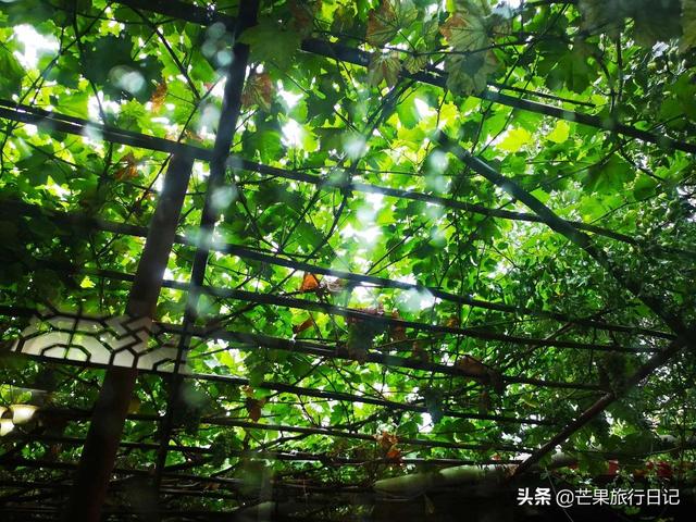 新疆旅游，到回族美女家做客，眼界大開，簡直是女人夢想的天堂