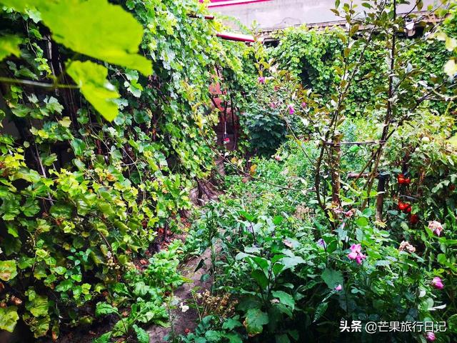 新疆旅游，到回族美女家做客，眼界大開，簡直是女人夢想的天堂